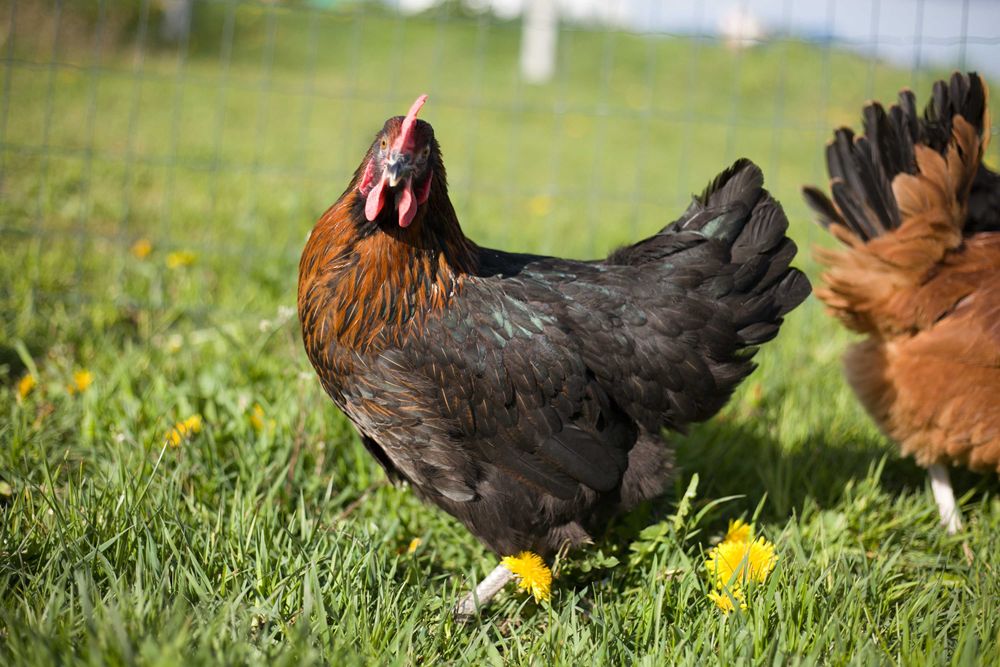 Kury nioski kokoszki odchowane rasa Rosa dowóz gratis