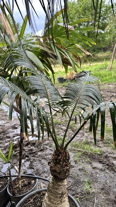 Cyca circinalis - cica rara