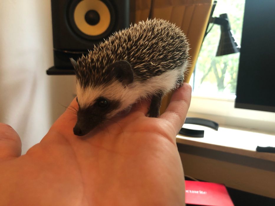 Młodziutkie Jeżyki Pigmejskie z Domowej Hodowli