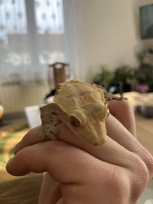 Gekony orzesione z wyposażeniem