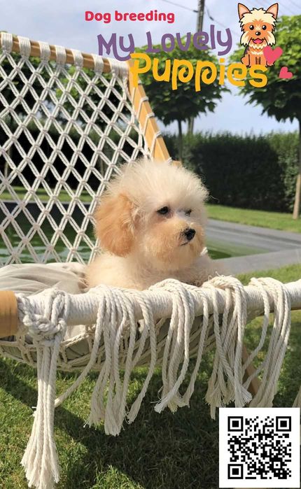 Maltipoo dziewczynka