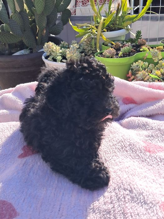 Caniche toy femea