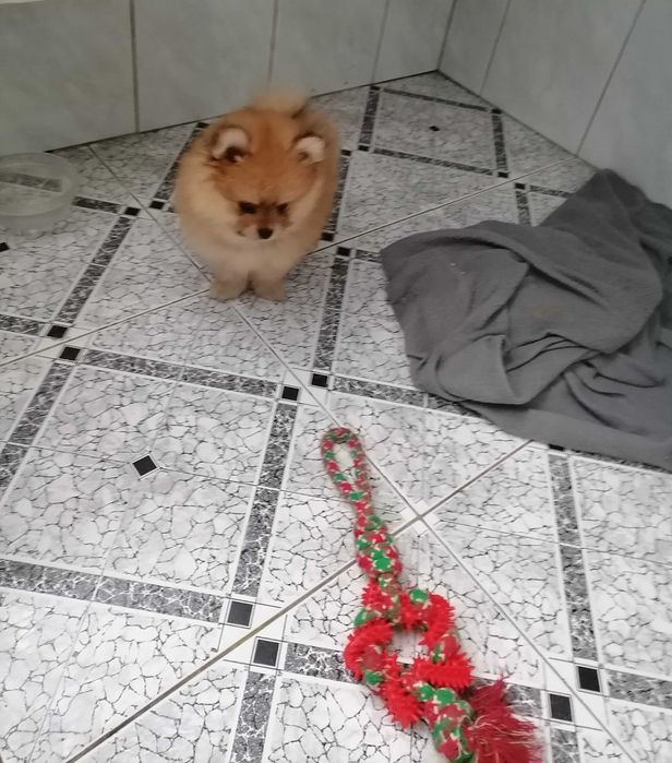 Sprzedam Szpic Miniaturowy Pomeranian