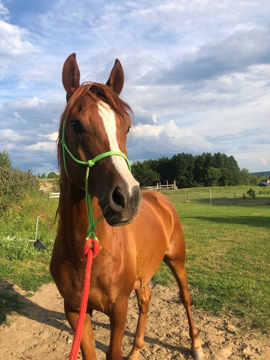 koń wałach Staś lat 5