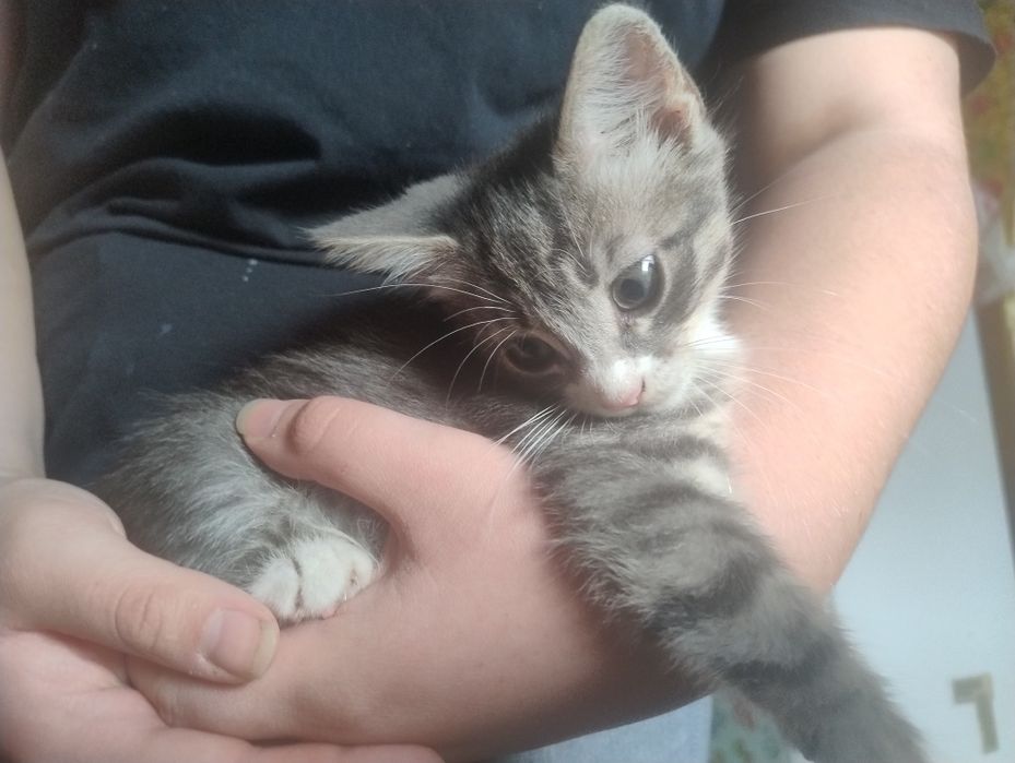 Отдам котят в семью