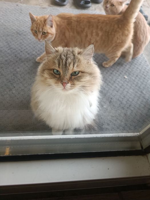 Кошенята шукають дім