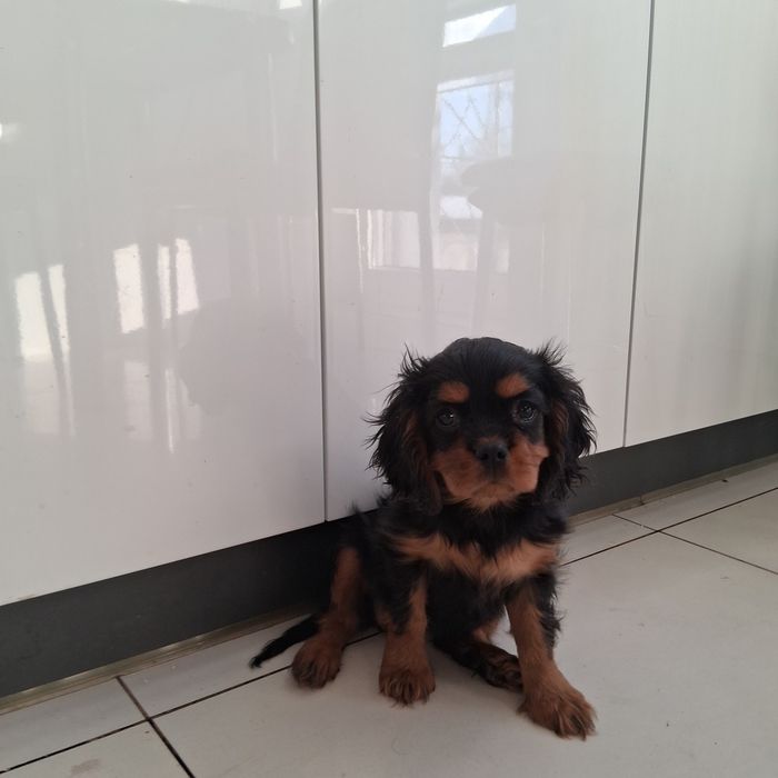 Śliczny Piesek  Cavalier Spaniel z Rodowodem