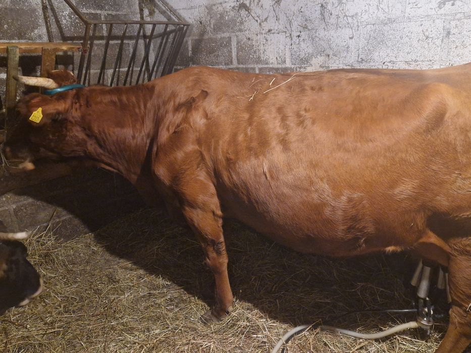 Krowa mleczna 5 letnia