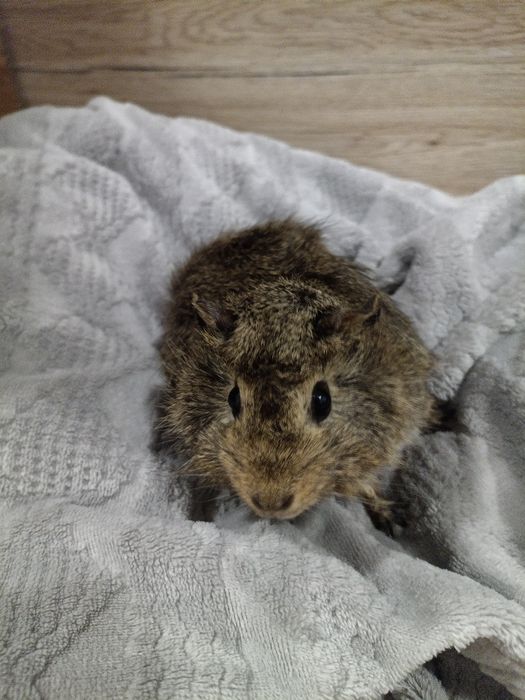 Swinka morska gotowe do odbioru