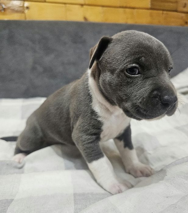 American staffordshire terrier Amstaff