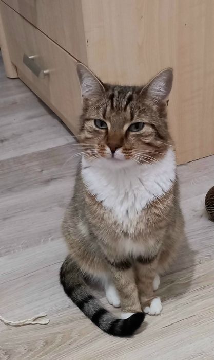 Duży kot Simba szuka domu