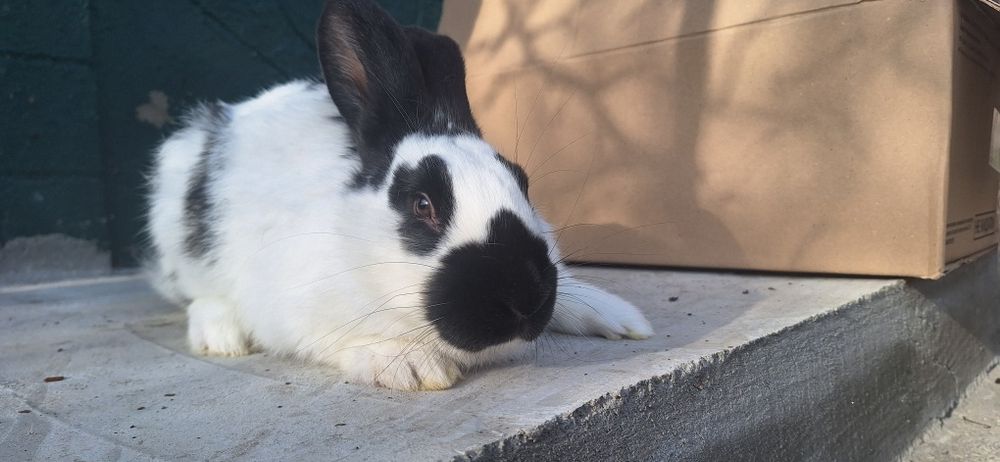 Продам кролі строкач