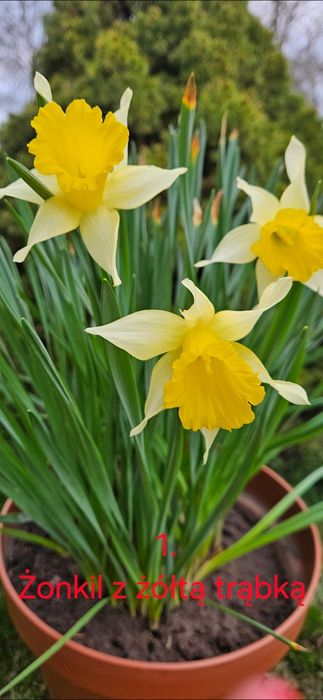 Żonkil z żółtą trąbką