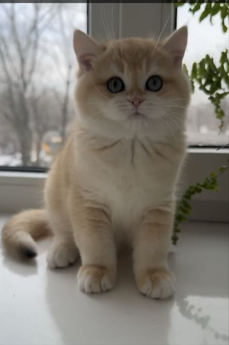 Золота шиншила котики
