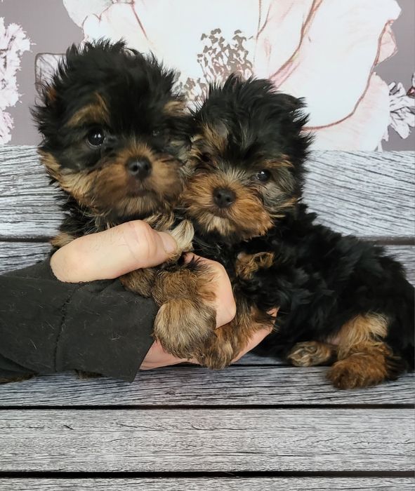 Маленькі міні дуже гарні йорки