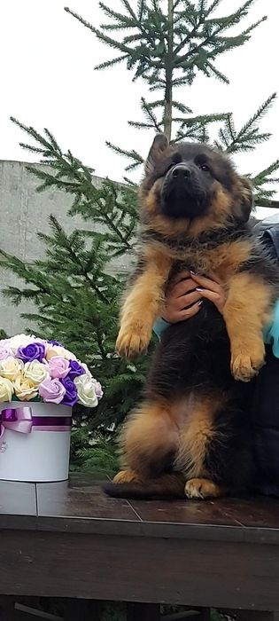 Єлітна дівчинка німецької вівчарки