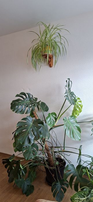 Monstera- duża i zadbana