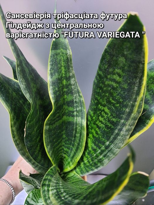 Сансевіерія Футура Гілдейдж "Стріолед "