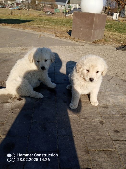 Owczarek podhalański