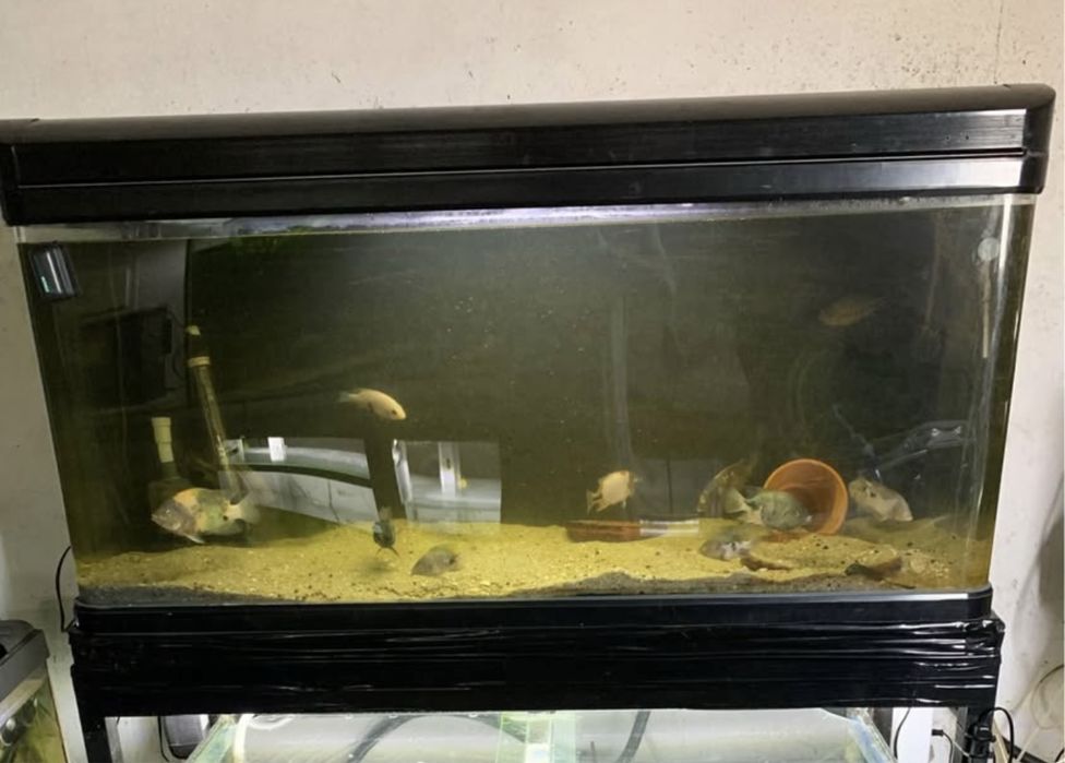 Aquario grande com luz e tampa