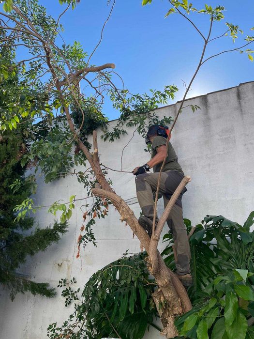Serviços de Jardinagem | Cortes e Podas de árvores em altura