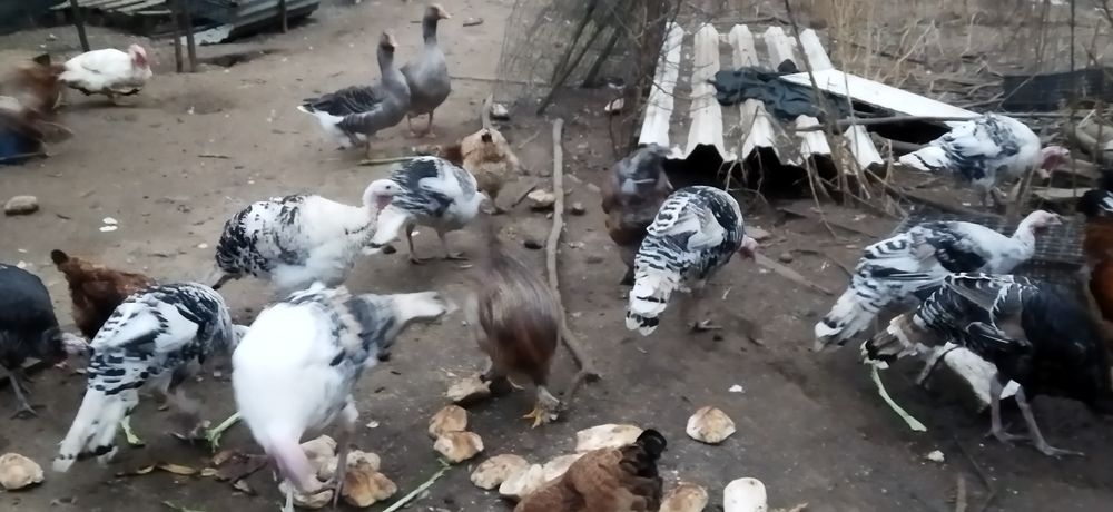 Vendo patas e perus mas já em postura