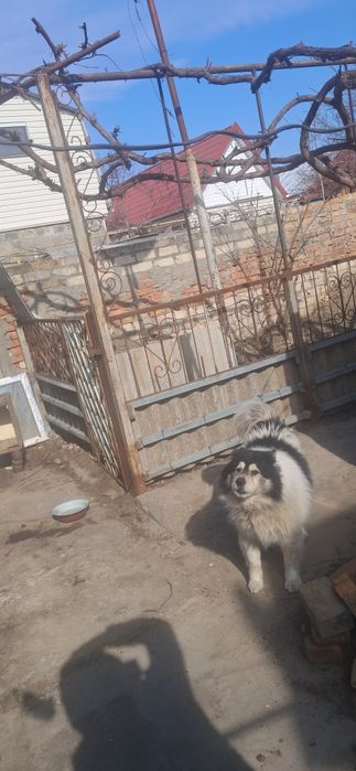 Сторожевой пес :