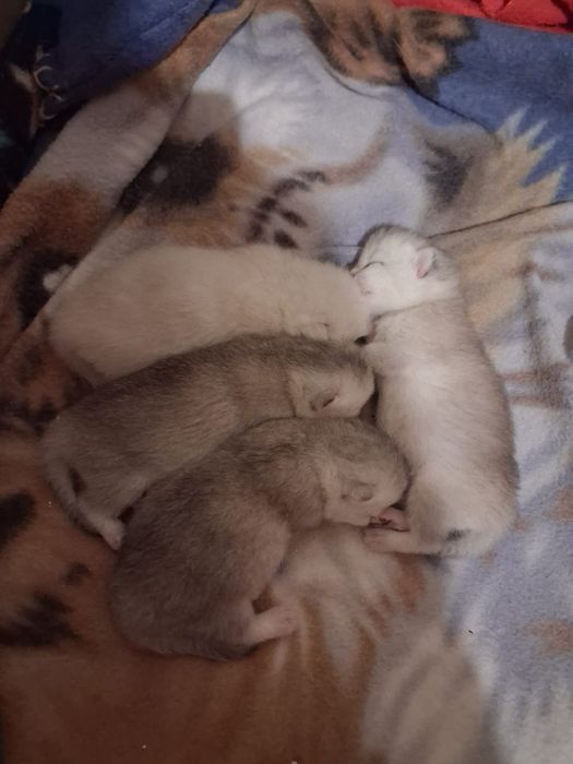 British  Shorthair  silver and golden