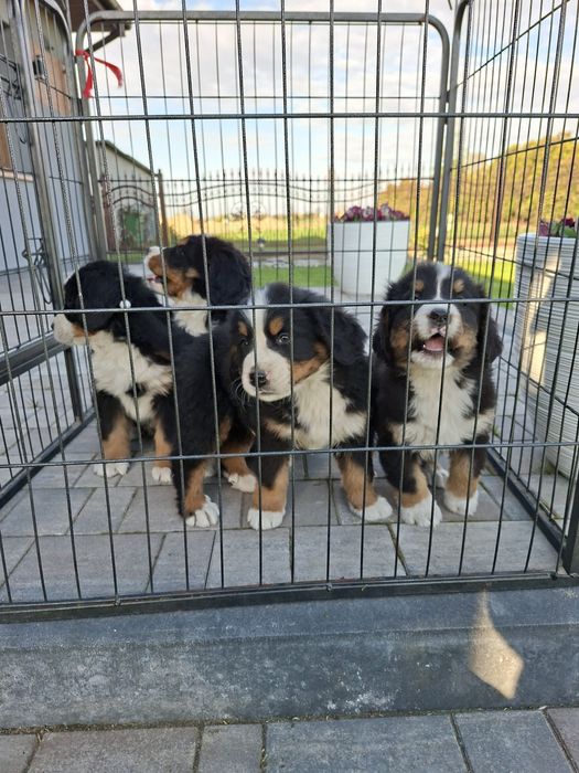 Berneński Pies Pasterski suczka