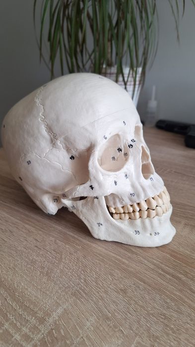 Czaszka dorosłego człowieka 3 cześci
