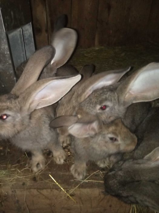 Продам кролики різної породи
