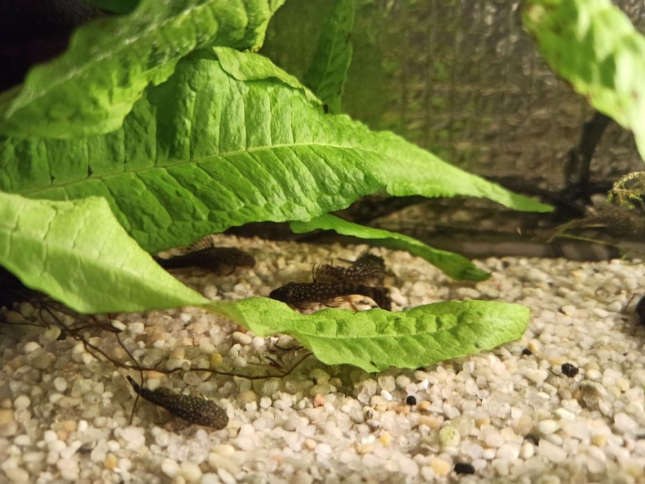 Zbrojniki niebieski glonojad zwykly