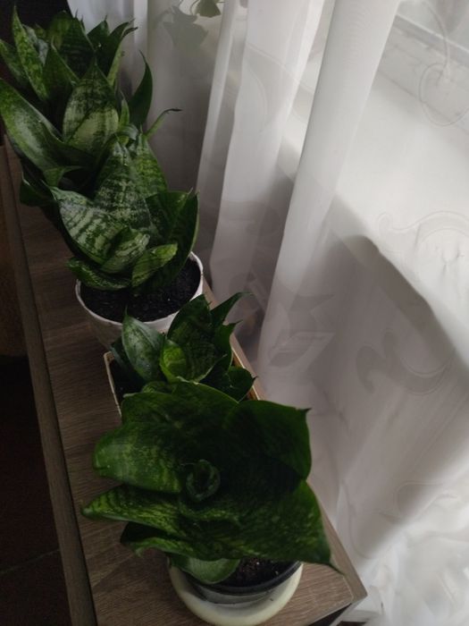 Комнатное растение