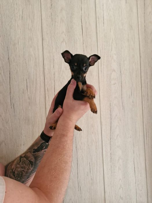 Pinczer miniaturowy ratlerek