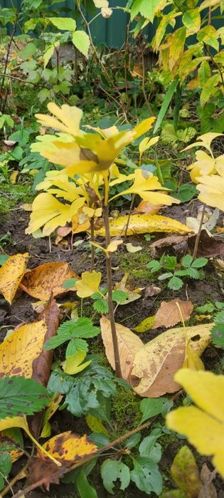 Гінкго Білоба,хвойне реліктове дерево.