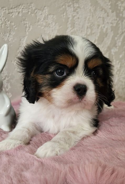 Хлопчик кавалер кинг чарльз спаниель