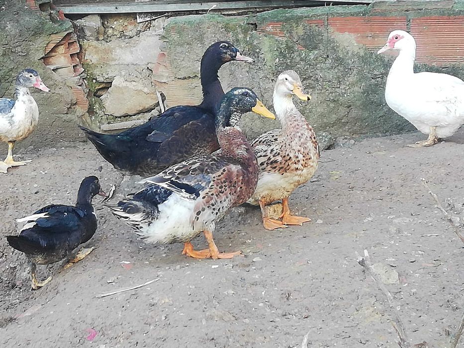 Patos mudos e rouen, caseiros e de boa raça