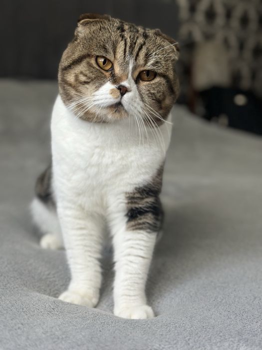 Вʼязка кіт чекає на наречену шотландський чистокровний