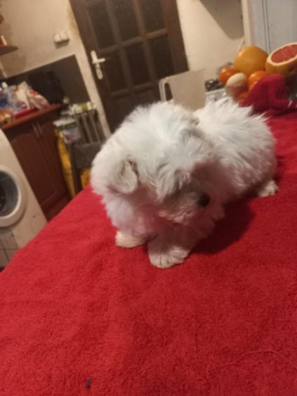 Maltańczyk piesek 2,5 miesiąca