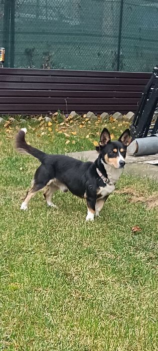 Шукаємо старого власника