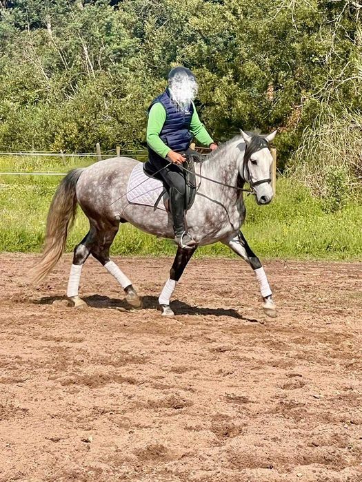 Cavalo Puro Sangue Lusitano