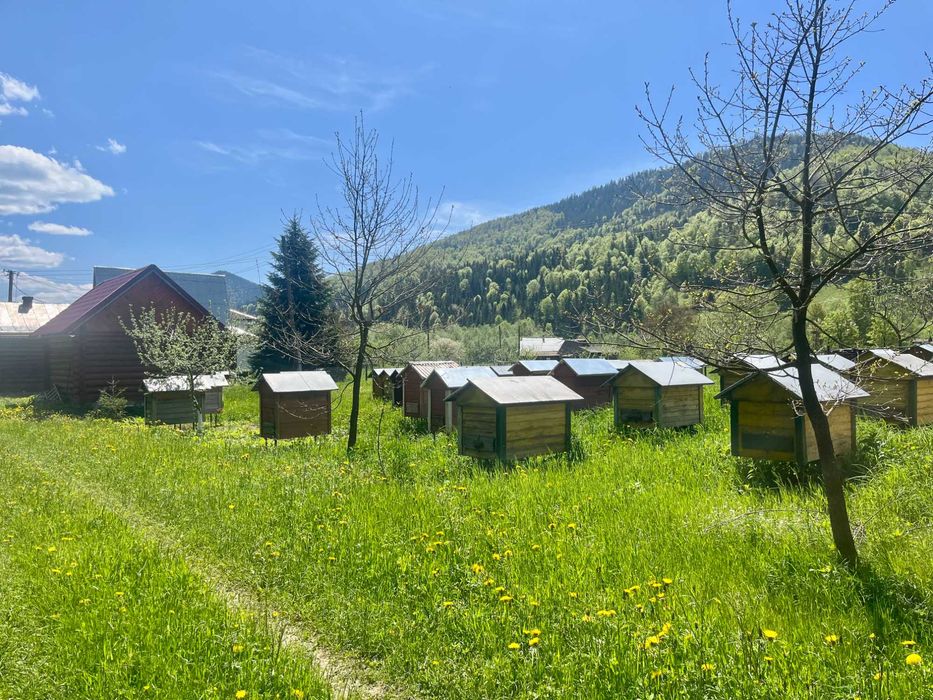 Будинок в Карпатах | Чан на травах | Вівці | Ветеранський маєток