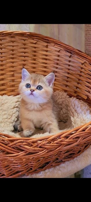 Красатулька мальчик шотландский