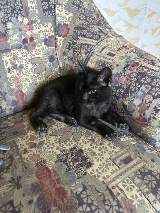 Котик-хлопчик чорний безкоштовно