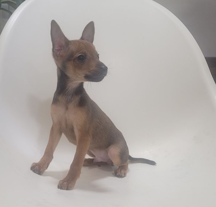 Cachorrinho Pinscher macho