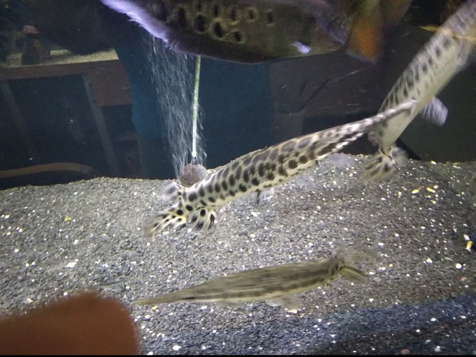 , Niszczuka Plamista  35 - 40 cm