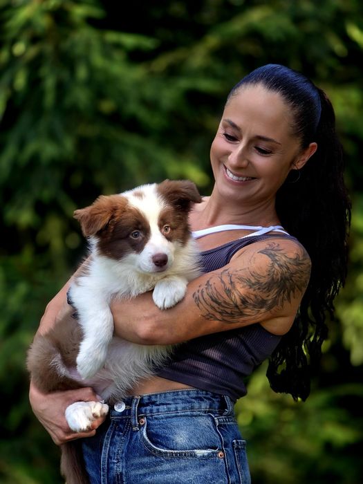 Czekoladowa piękność Border Collie – Kauri Whisper
