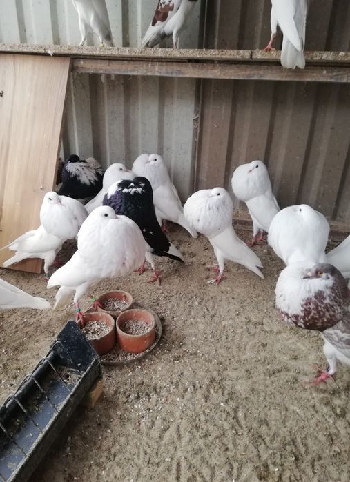 Garlacz garlacze z Norwich