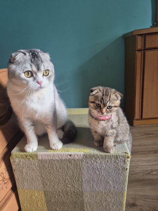 Шотландські кошенята
ред.