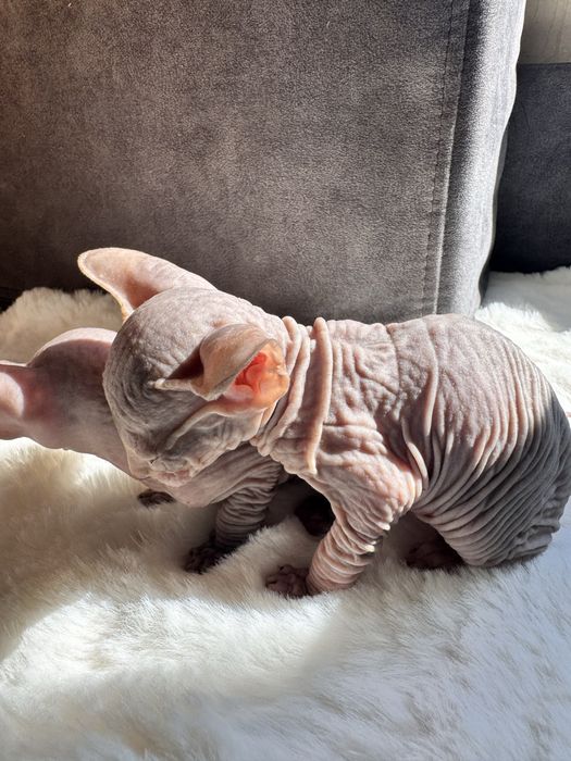 Канадський сфінкс дівчата